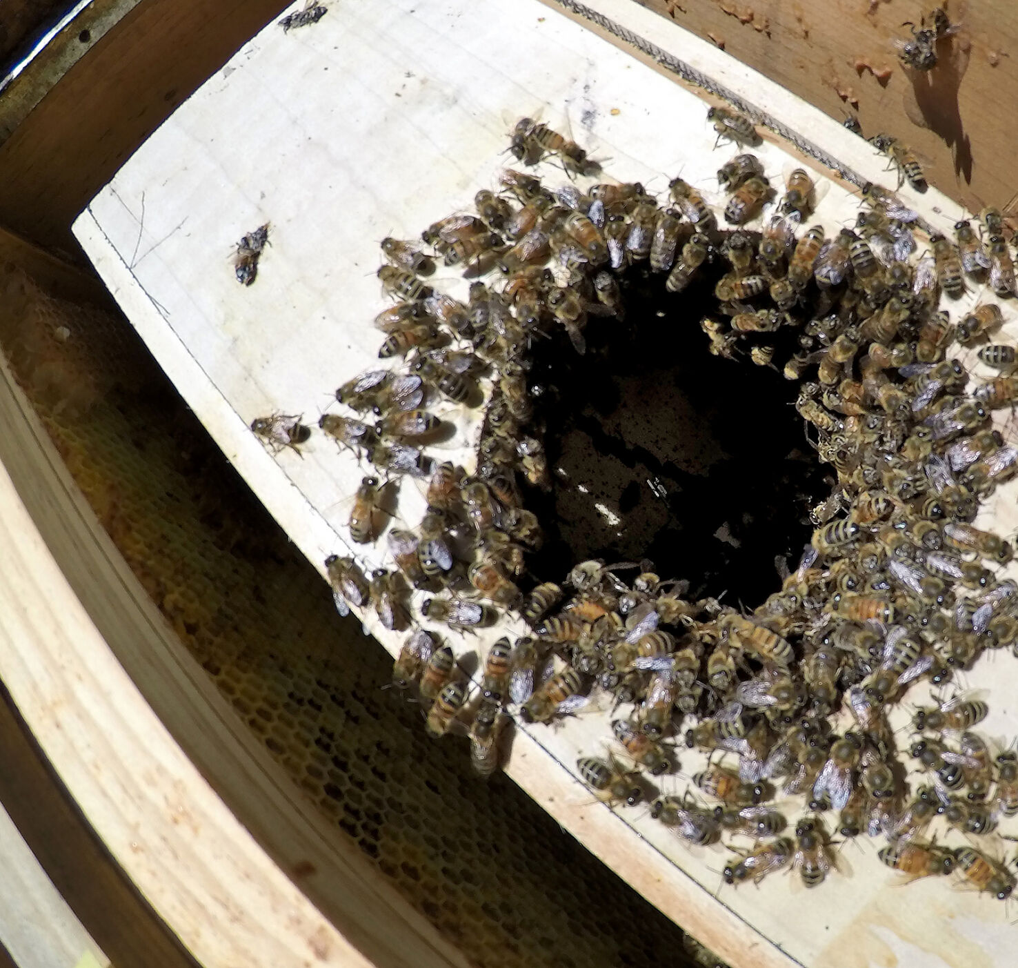 402 bees_JM25.JPG